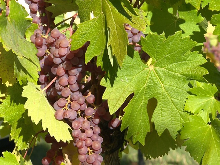 A small winery in the South Okanagan, Deep Roots Winery, won B.C.’s wine of the year for 2019 with its 2017 Syrah.