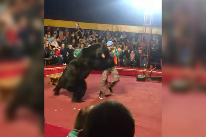 A circus bear attacks a trainer during a performance in Olonets, Karelia, Russia, in this image from video posted online Oct. 24, 2019.