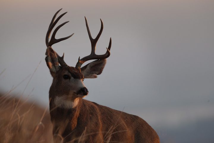 Chronic wasting disease is a fatal, infectious central nervous system disease that affects cervid species — deer, elk, moose and caribou.