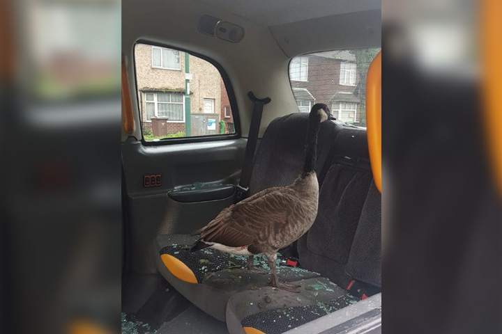 A Canada goose is shown in the back seat of a taxi cab in Nottingham, U.K., on Sept. 30, 2019.