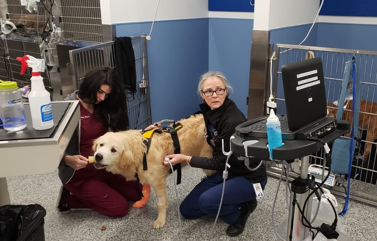 New Toronto animal hospital offering human health care to pets