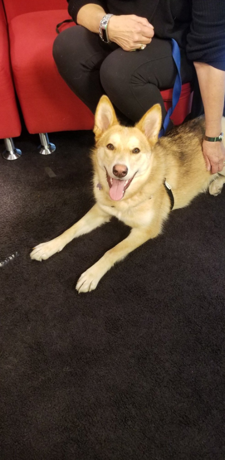 Goldie drops by Global News Morning for the latest edition of Adopt A Pal.