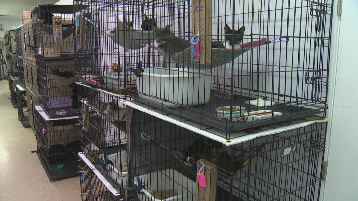 The organization still has an outstanding vet debt of about $12,000 and they are in need of cat supplies and food donations.