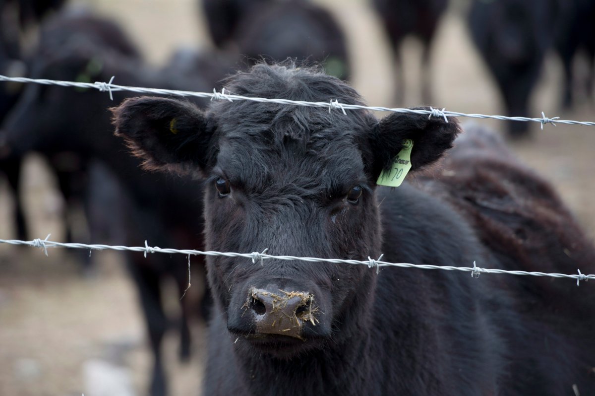 The province is set to study ways to reduce livestock loss due to predator animals. 