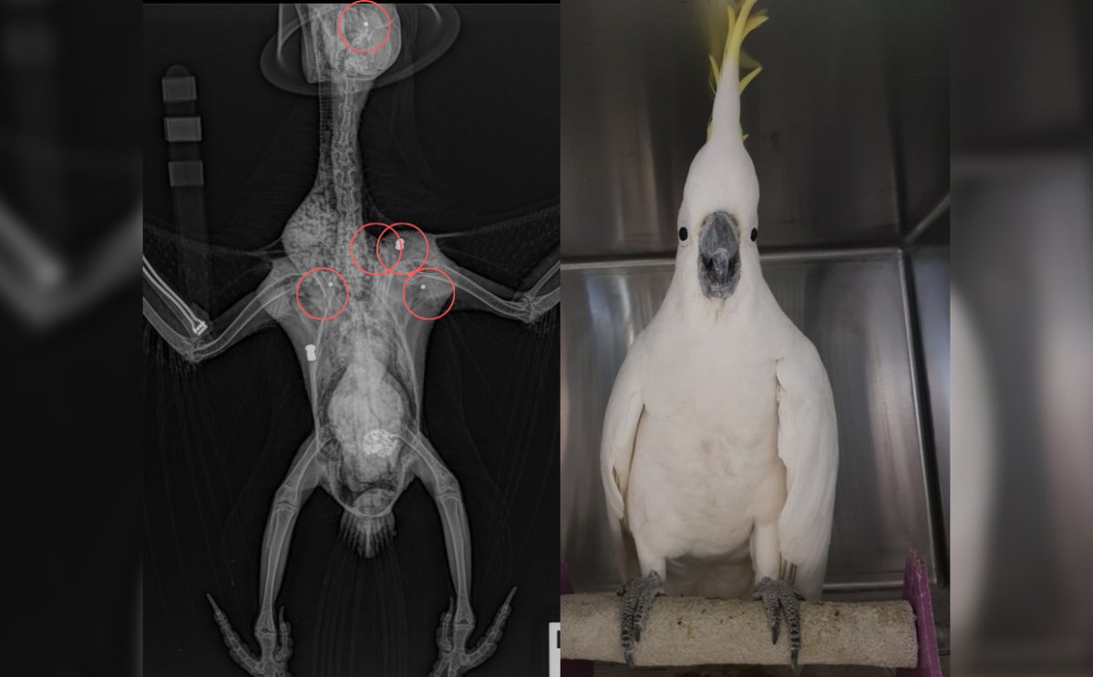 An Australian cockatoo survived five gunshot wounds and has been aptly nicknamed "Mr. Cocky.".