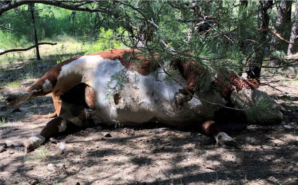 A Hereford bull was found dead in Burns, Ore., and was one of five apparently healthy bulls that were found dead and with sex organs and tongues removed.