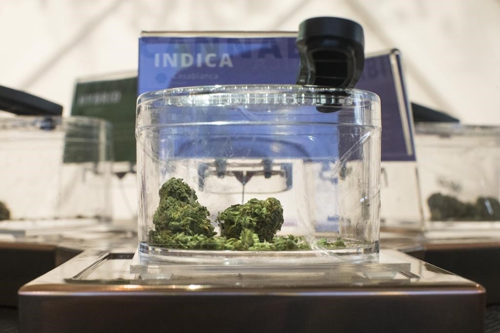 Cannabis is shown in a display jar on the first morning of opening for a Toronto retail store licensed to sell Cannabis in Ontario, on Monday, April 1, 2019. THE CANADIAN PRESS/Chris Young.