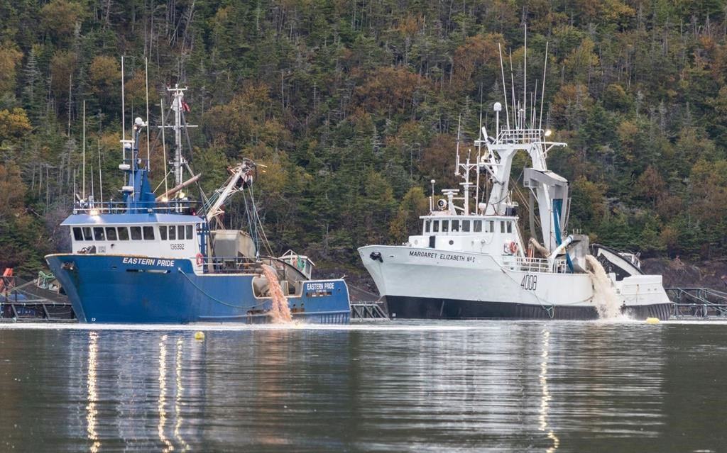 Pink residue is disposed into Fortune Bay in southern Newfoundland on Oct. 2 as part of a cleanup following salmon deaths at a fish farm last month. The company said Friday that it estimates 2.6 million salmon, just under half the fish in its pens, have died. THE CANADIAN PRESS/HO-Atlantic Salmon Federation MANDATORY CREDIT.