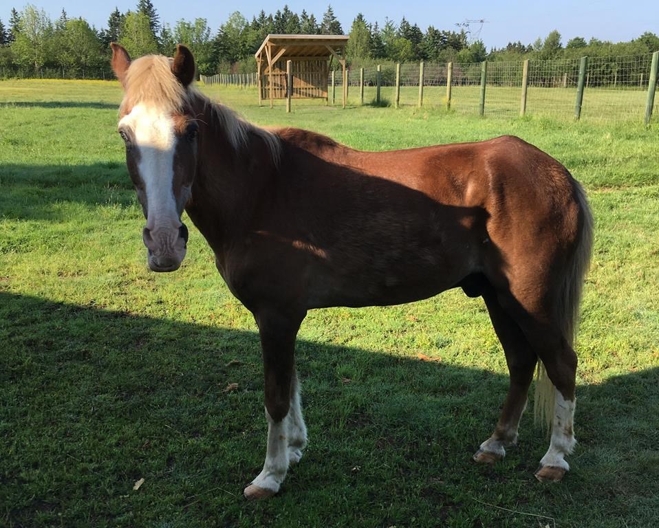 The last Sable Island horse, shown in this undated handout photo, in captivity has died.