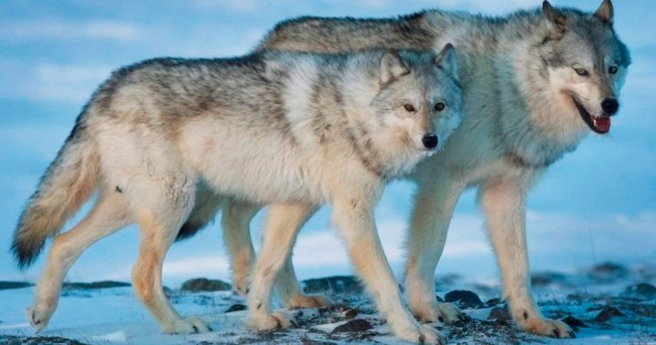 Продължаващото унищожаване на вълци в Британска Колумбия не е целта,