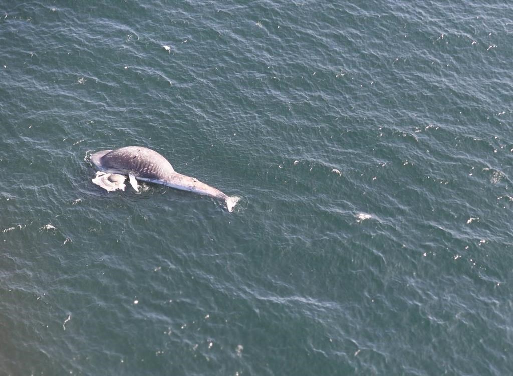 The federal Fisheries Department is confirming a second blue whale death, shown in this handout image, last month in the Gulf of St. Lawrence, and is again noting a study of the cause couldn't be completed.