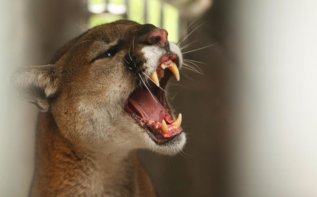 No cougars in Nova Scotia, province says, despite reported sightings and rumours