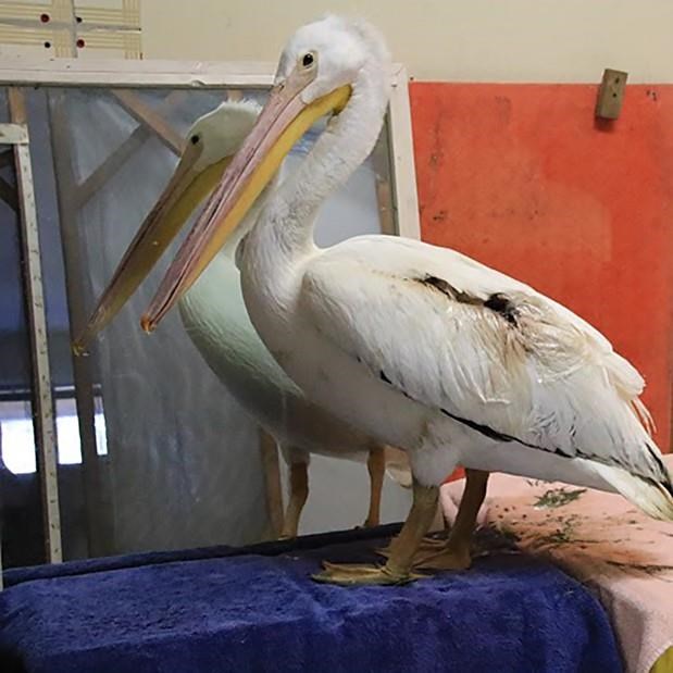 An American white pelican is shown in this handout photo.