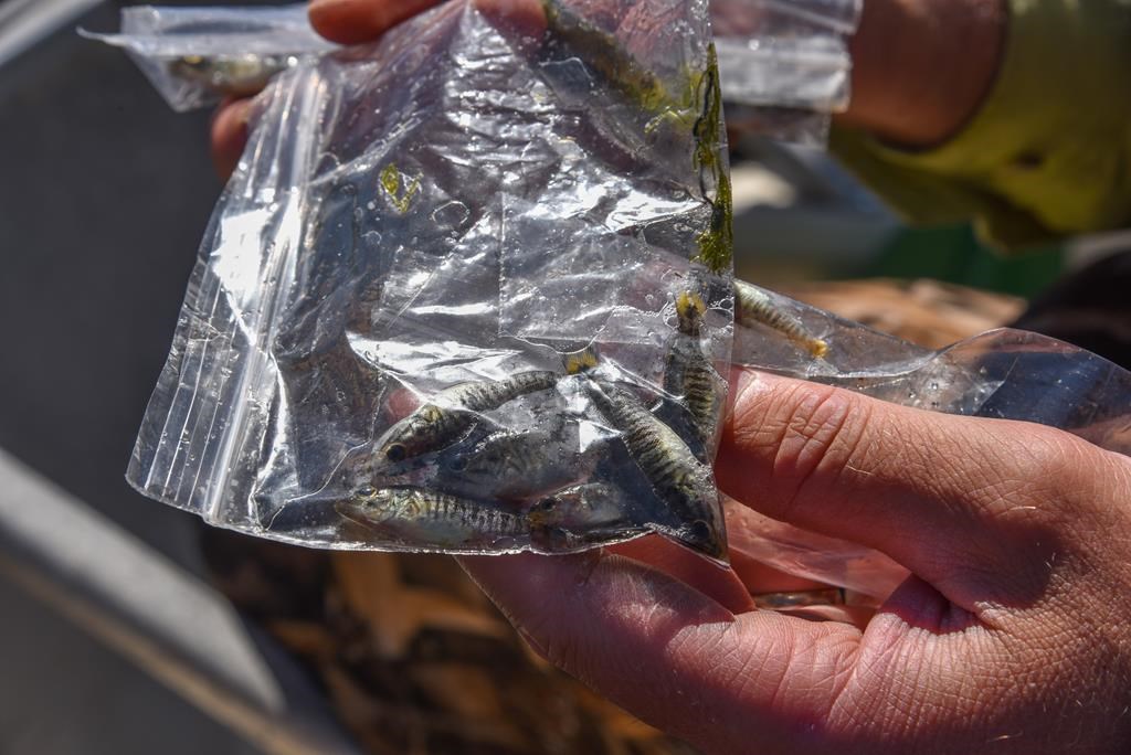 Smallmouth Bass are seen in a bag after being removed from Miramichi Lake in this undated handout photo. 
