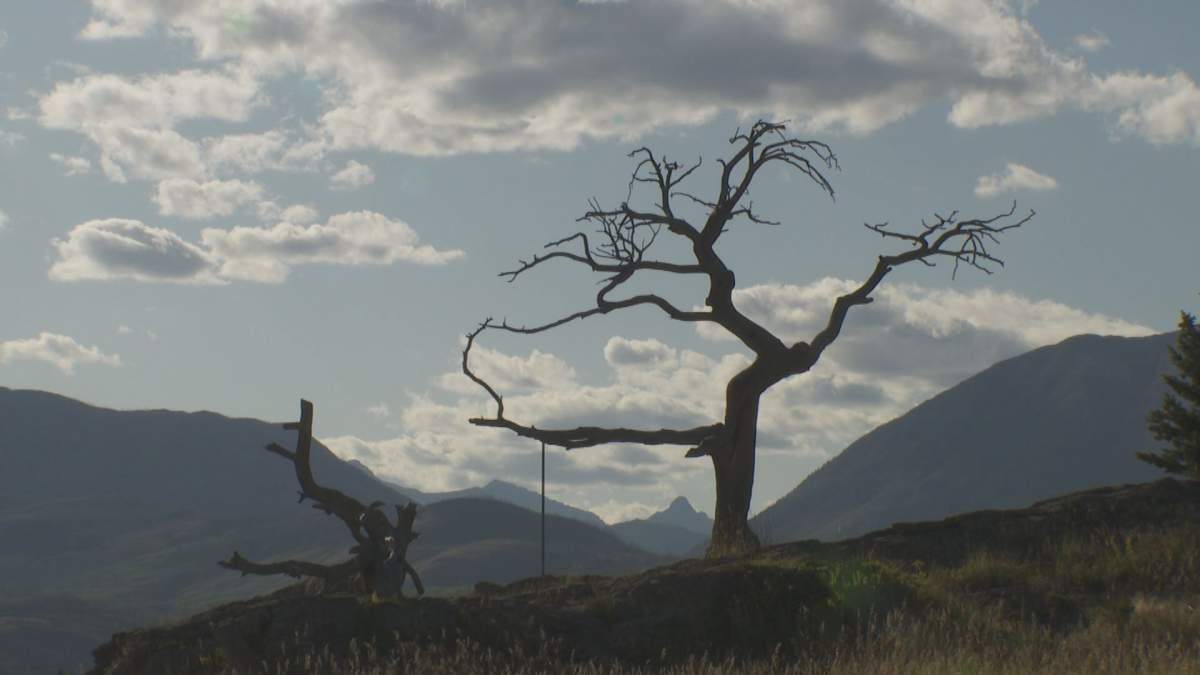 This tree marks the entrance to the Crowsnest Pass.