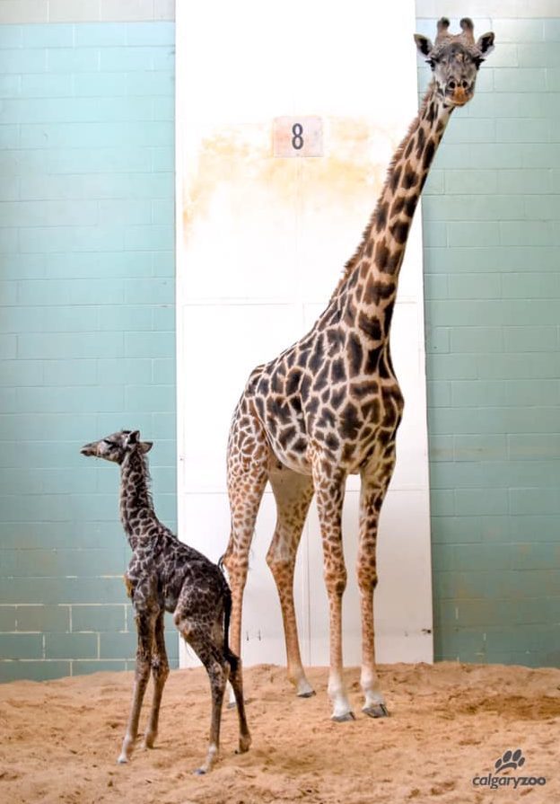 A baby giraffe has died less than a week after being born at the Calgary Zoo.