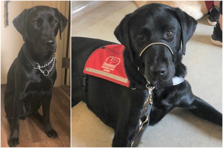 Meet Jake, the Airdrie and District Victim Assistance Society’s new therapy dog. 