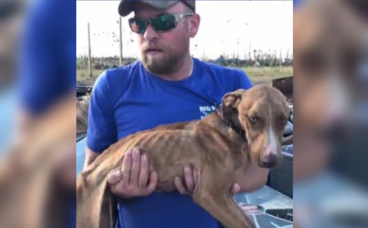 A one-year-old puppy was found trapped in the debris of a collapsed home in the Bahamas.
