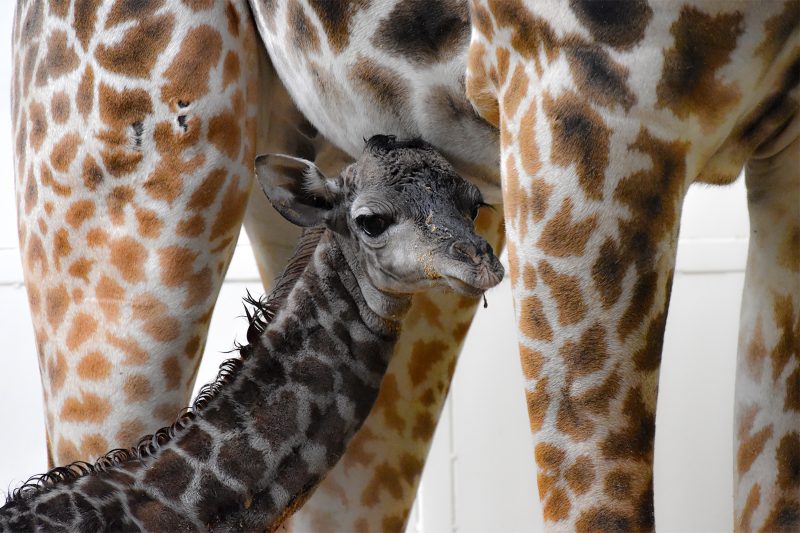 Masai giraffe Emara became a mother on Sept. 29, 2019. 