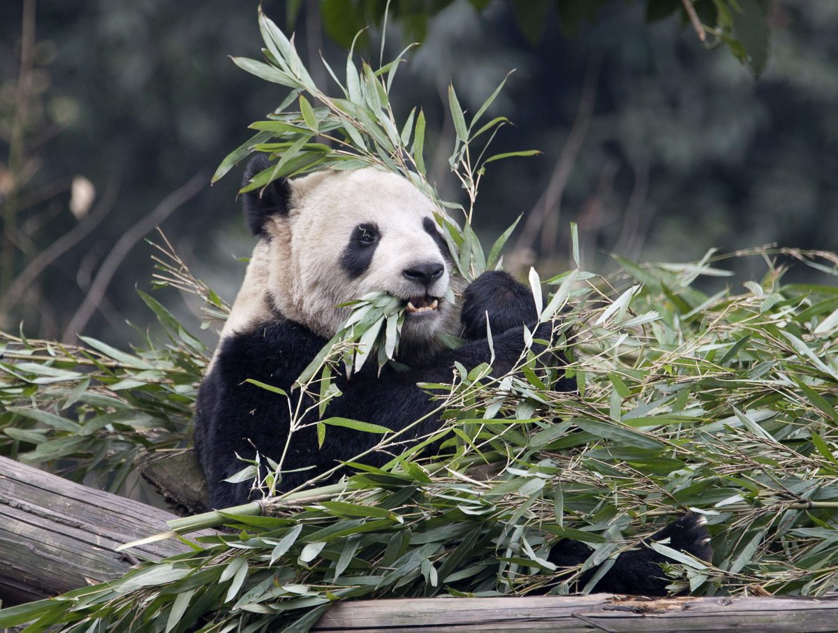 File: Panda Er Shun eats bamboo at the Panda House at the Chongqing Zoo in Chongqing, China on February 11, 2012. 