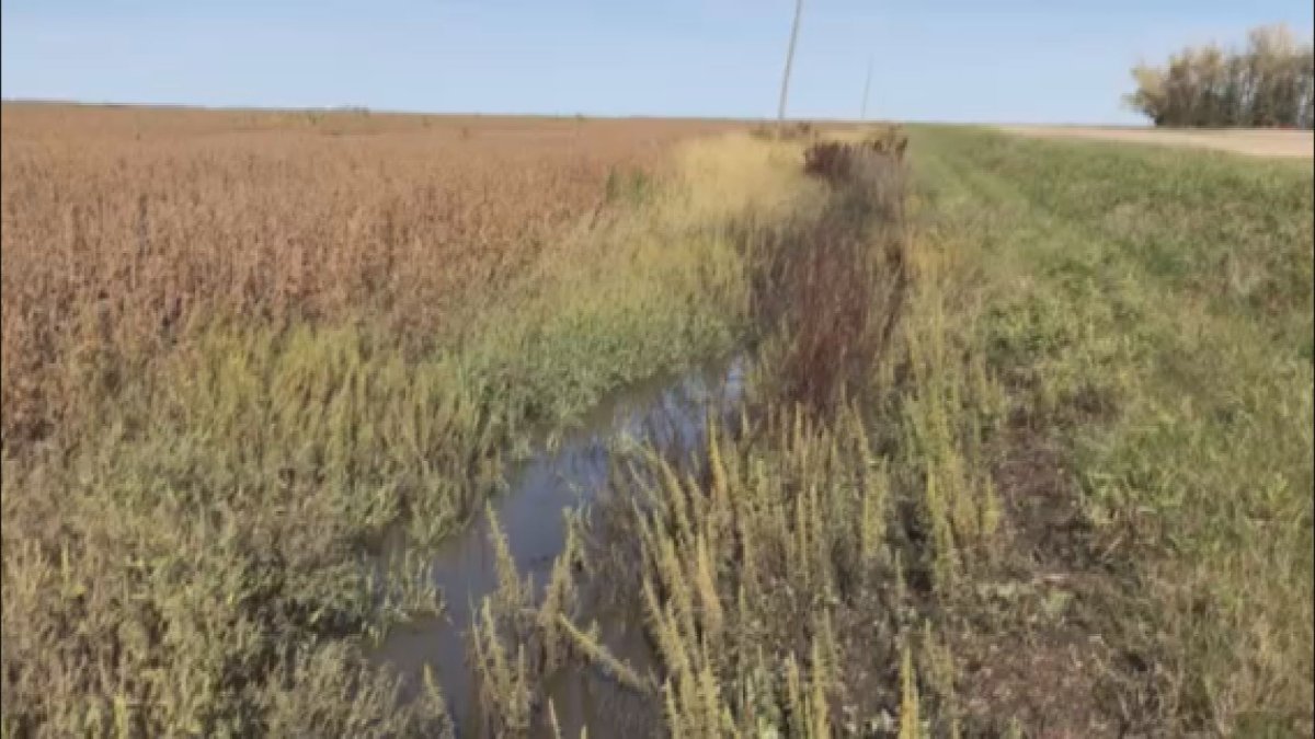 Farmers' field in Morris, Manitoba following record breaking rainfall numbers this season.