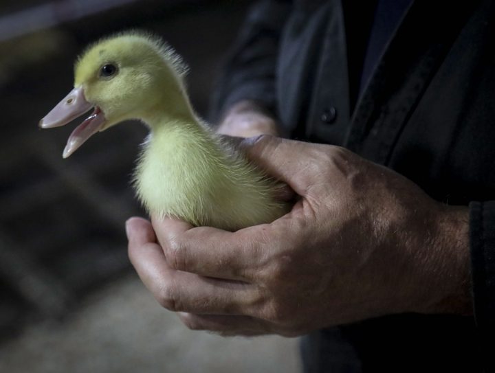 In this July 18, 2019 file photo, Marcus Henley, operations manager for Hudson Valley Foie Gras duck farm, holds a Moulard duckling, a hybrid farm Peking duck and a South American Muscovy duck in Ferndale, N.Y.  