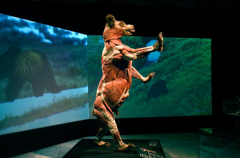 Le corps entièrement plastiné d'un ours est présenté dans l'exposition Body Worlds : Animals Inside Out.