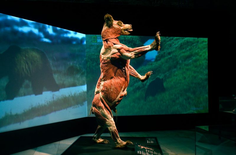 A fully plastinated body of a bear is shown in the Body Worlds: Animals Inside Out exhibit.
