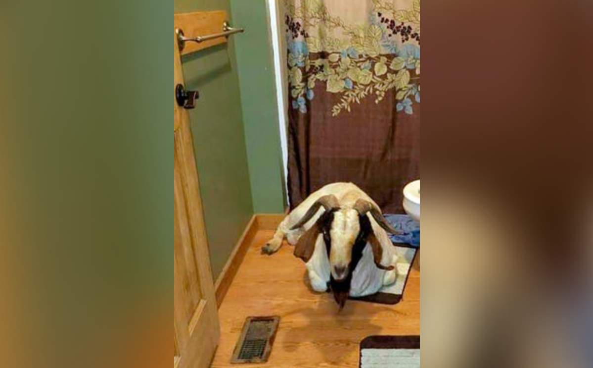 The animal, named “Big Boy,” proceeded to take a nap in the family’s bathroom.