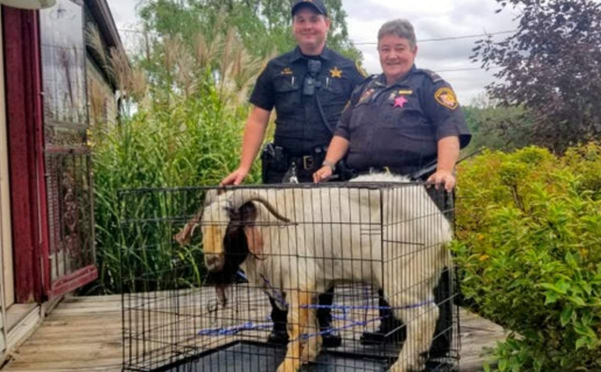 Big Boy was safely returned to his rightful home.