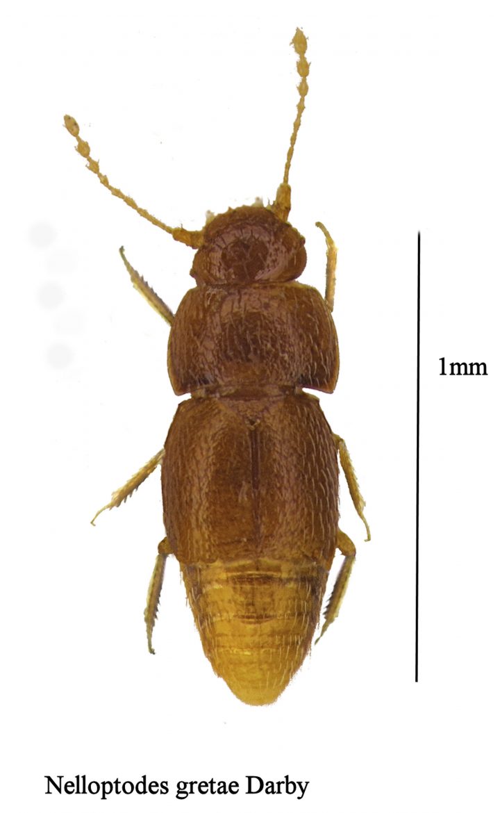 The new species of beetle Nelloptodes gretae is shown in this photo.