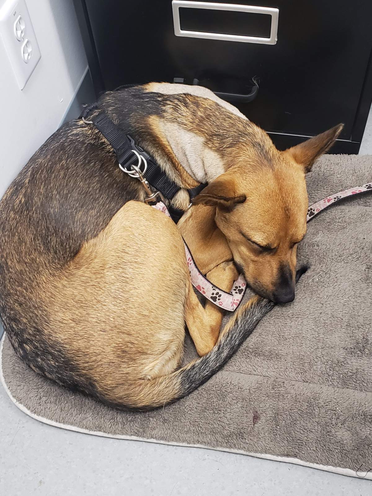 Hope in much better shape after emergency medical treatment.