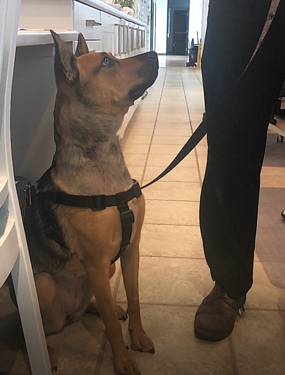 Hope in much better shape after emergency medical treatment.