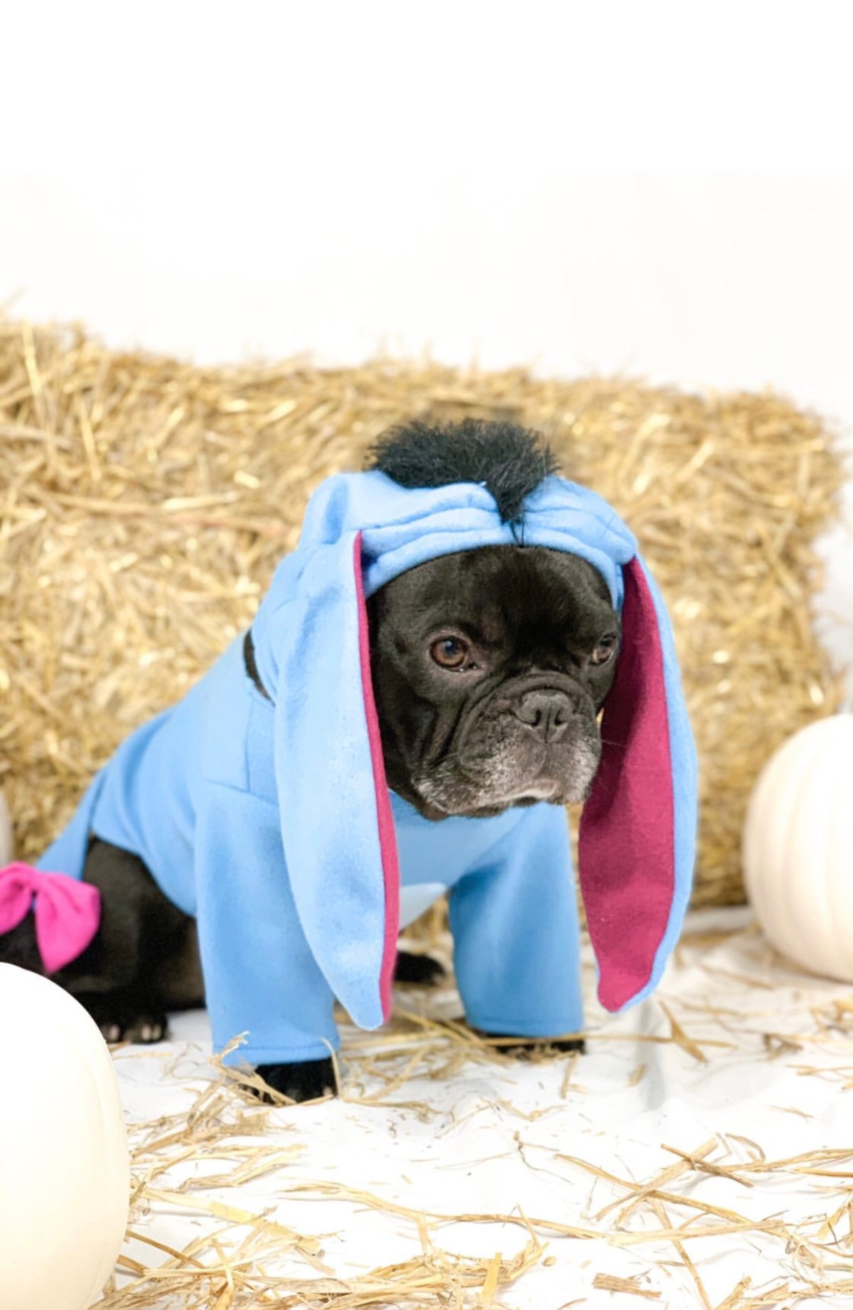 Halloween 2019 Pet Costume Contest – Gentle Hearts Animal Hospital