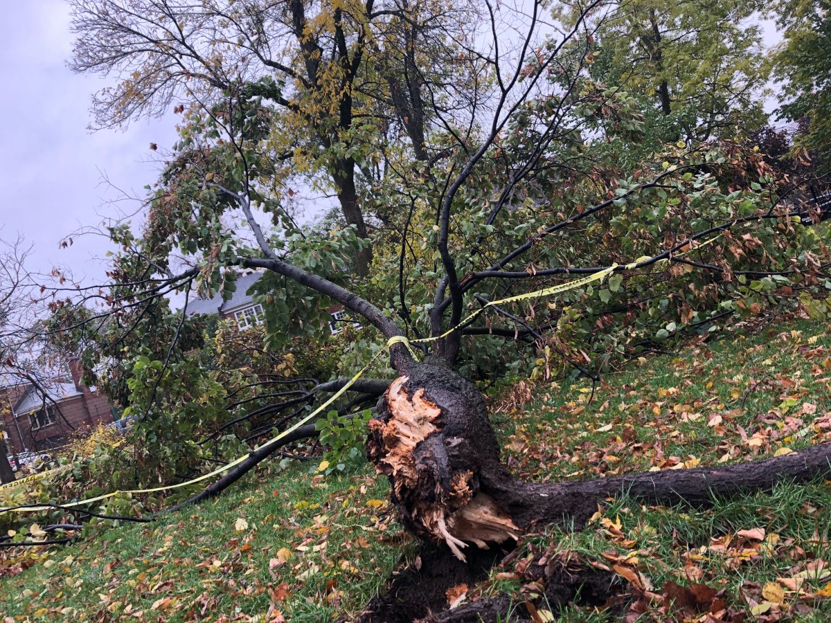 The powerful storm brought down trees in William Hurst Park in NDG.