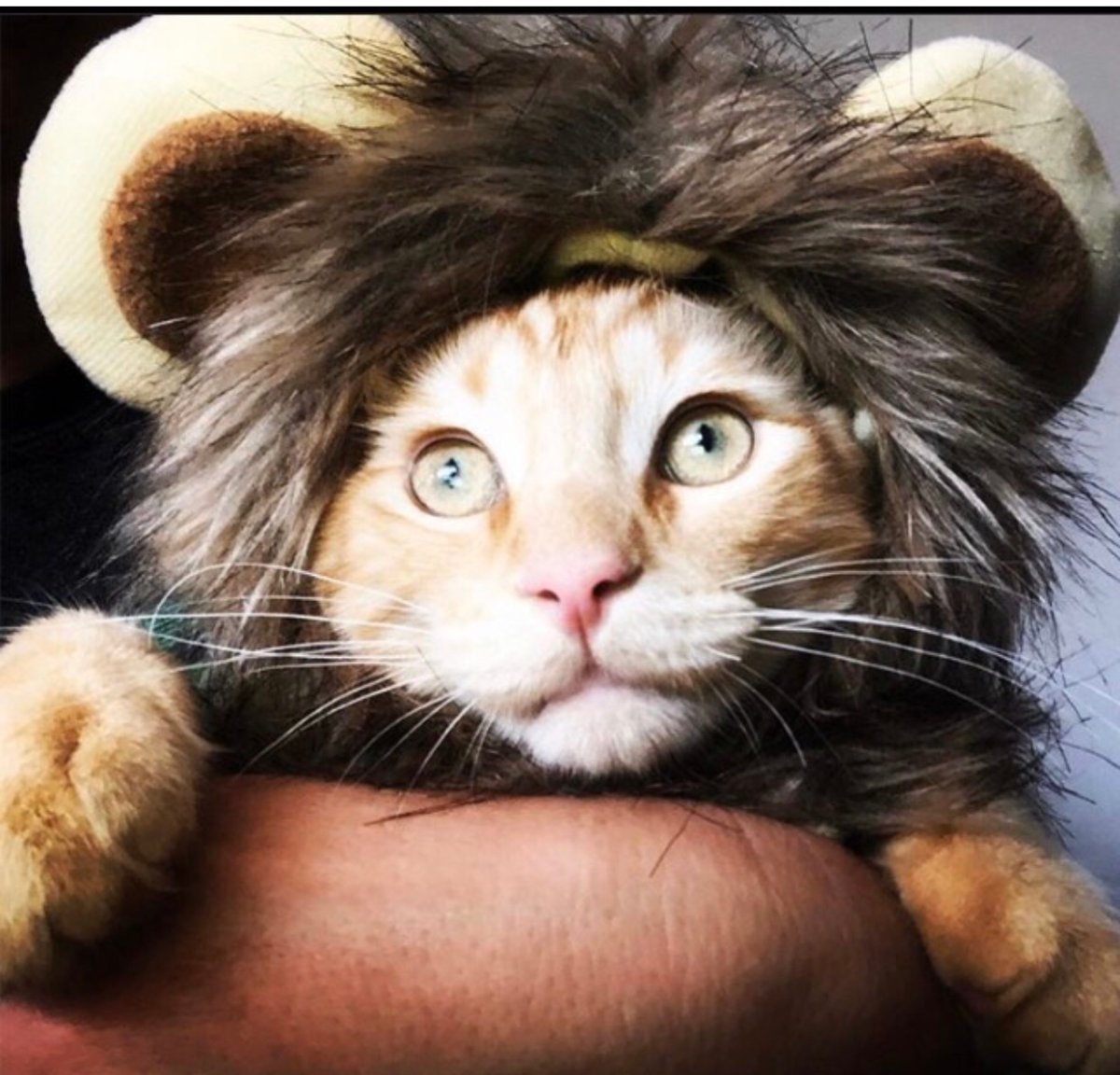 Scaredy Cats and Creepy Critters: 13 of your best pet Halloween