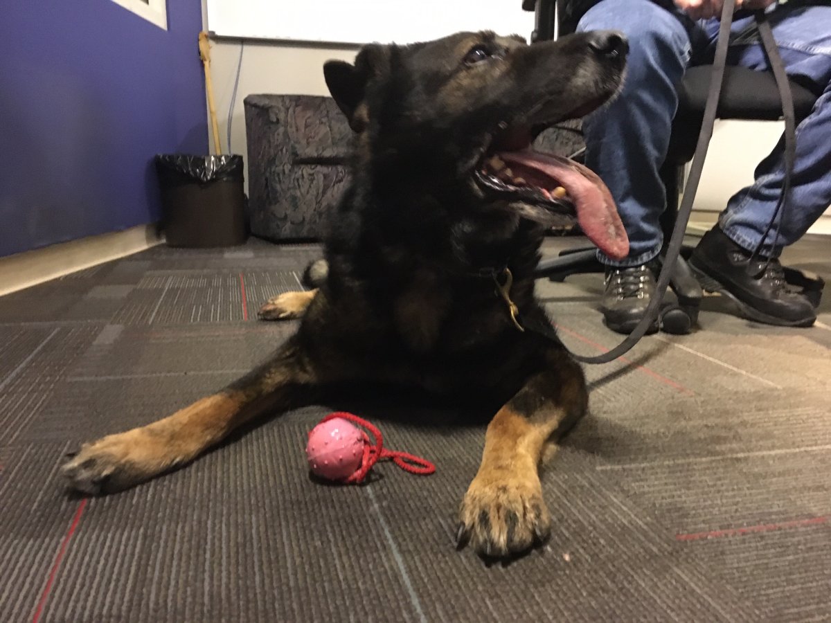 Arctic was an RCMP dog for eight years. Now he is retired and lives with his former handler, Insp. Leon Fiedler. 