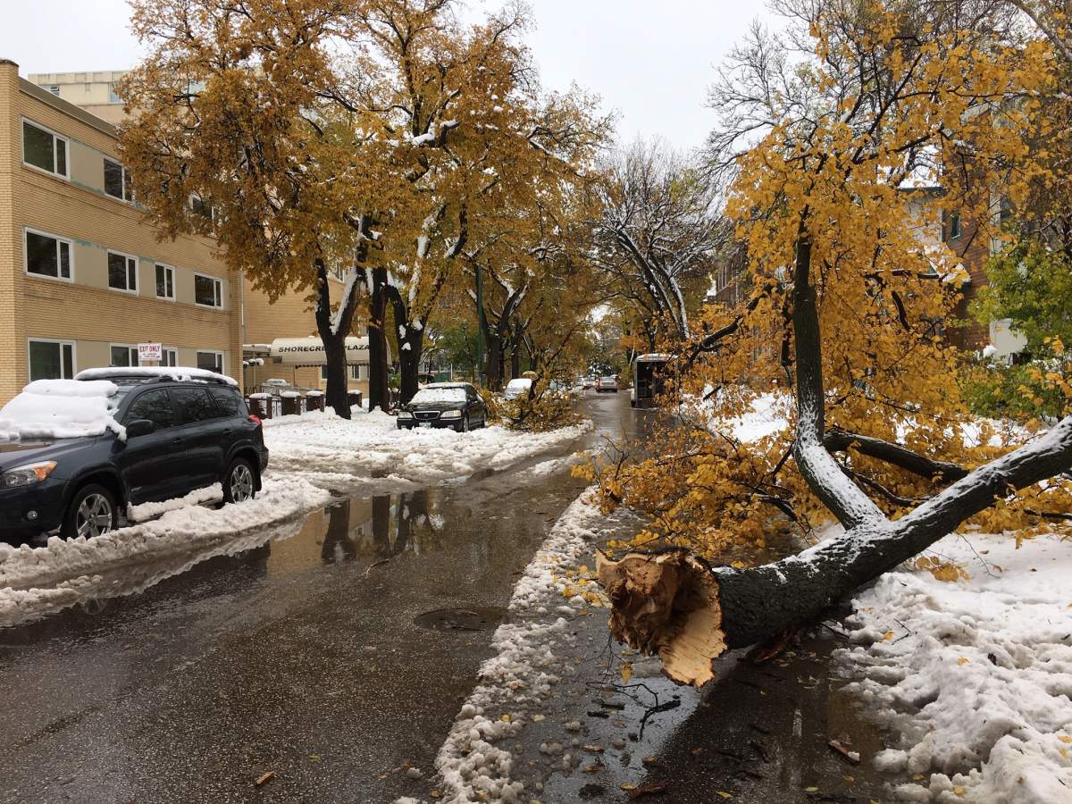 Trees down on Roslyn Road. 
