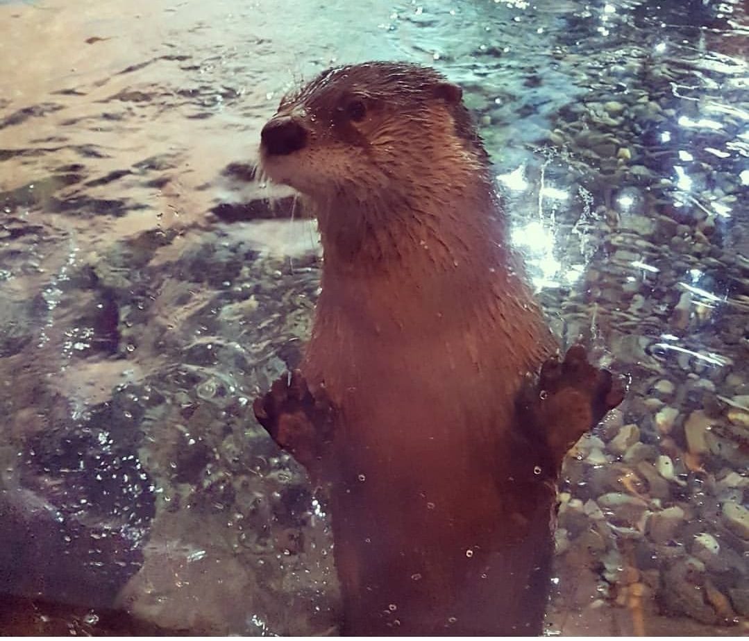 Ivy, a female otter at Brockville's Aquatarium, died suddenly during a routine dental procedure.