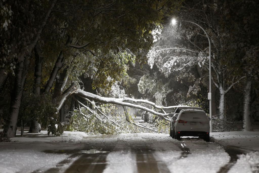 An early winter storm with heavy wet snow caused fallen trees, many on cars, and power lines in Winnipeg early Friday morning, October 11, 2019.