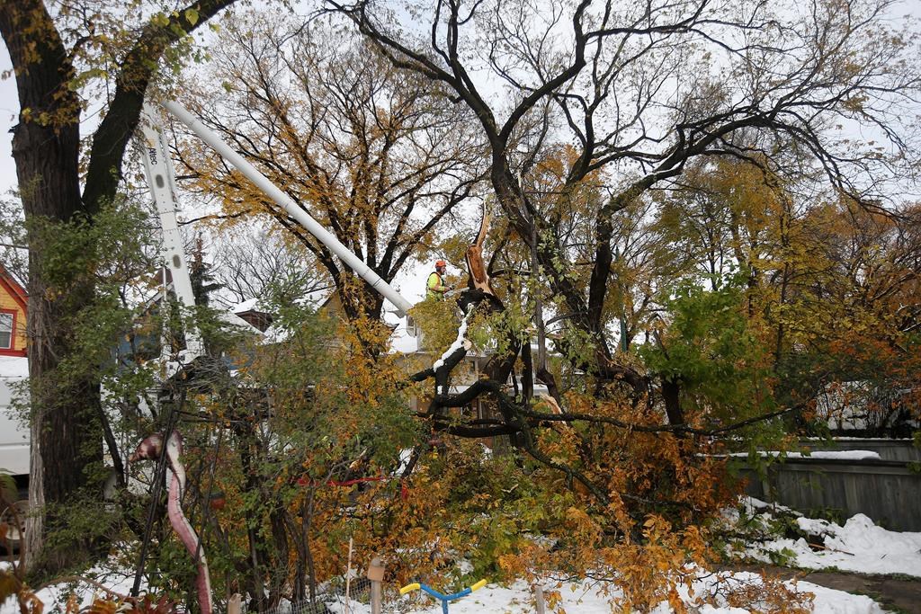 Crews cleanup after a snow storm which hit parts of Manitoba Thursday and Friday in Winnipeg on Sunday, October 13, 2019.