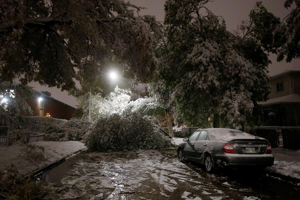An early winter storm with heavy wet snow caused fallen trees, many on cars, and power lines in Winnipeg early Friday morning, Oct. 11, 2019. THE CANADIAN PRESS/John Woods