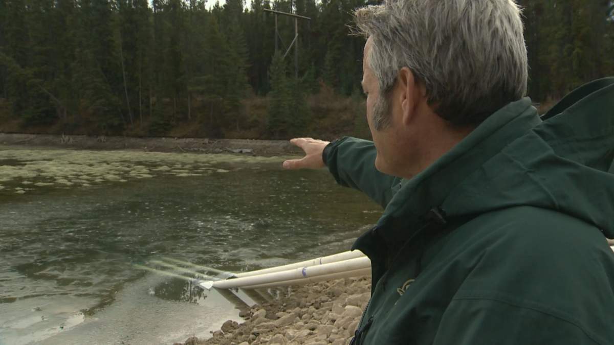 Bill Hunt, Banff’s resource conservation manager, said eliminating the wooded, root habitat for smaller fish will help eradicate the last remaining salmonids.