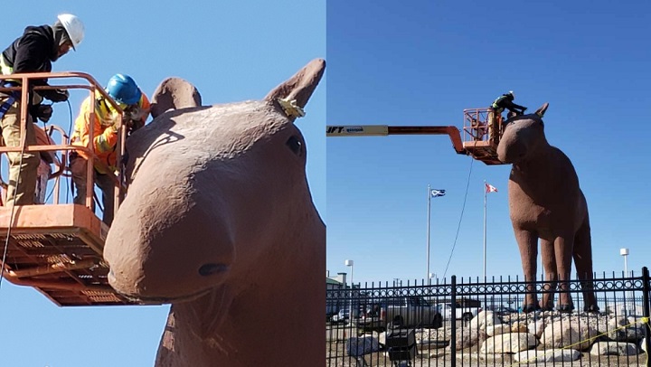 Construction has started on Mac the Moose's antlers, which will once again give him the title of world's tallest moose. 