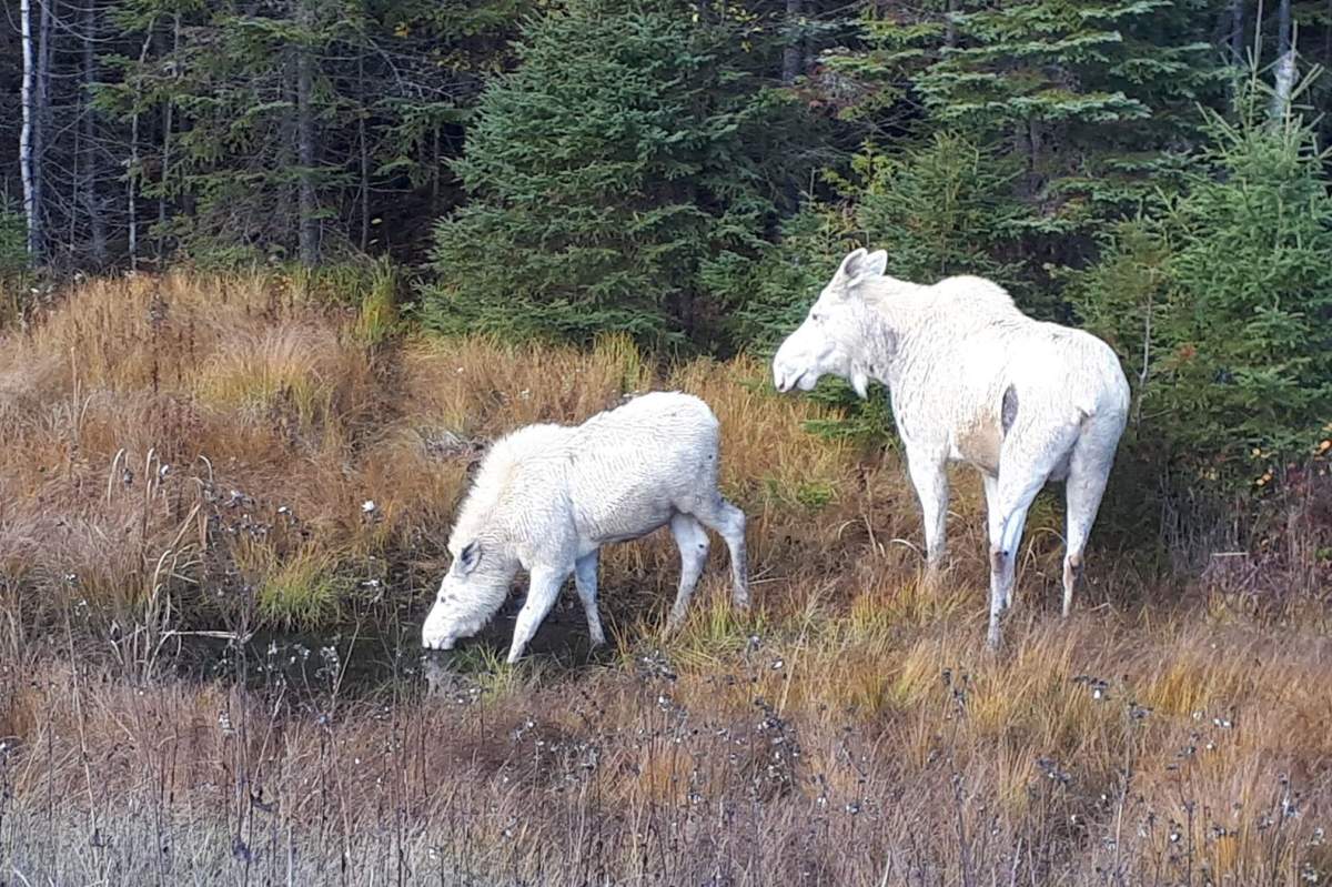 These two moose were spotted at the side of the road between Timmnis and Chapleau, Ont., on Oct. 17, 2019.