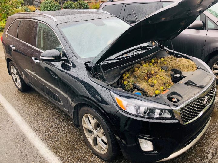 Walnuts and grass hidden by squirrels are seen under the hood of a car, in Allegheny County, Pennsylvania, U.S. in this Oct. 7, 2019 image obtained via social media.