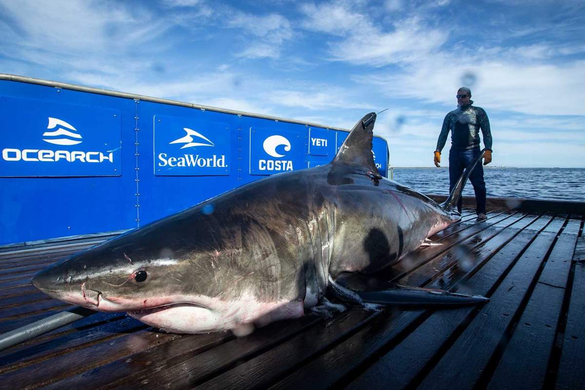 Unama’ki, a large female great white shark, is shown after it was captured near Nova Scotia on Sept. 20, 2019.