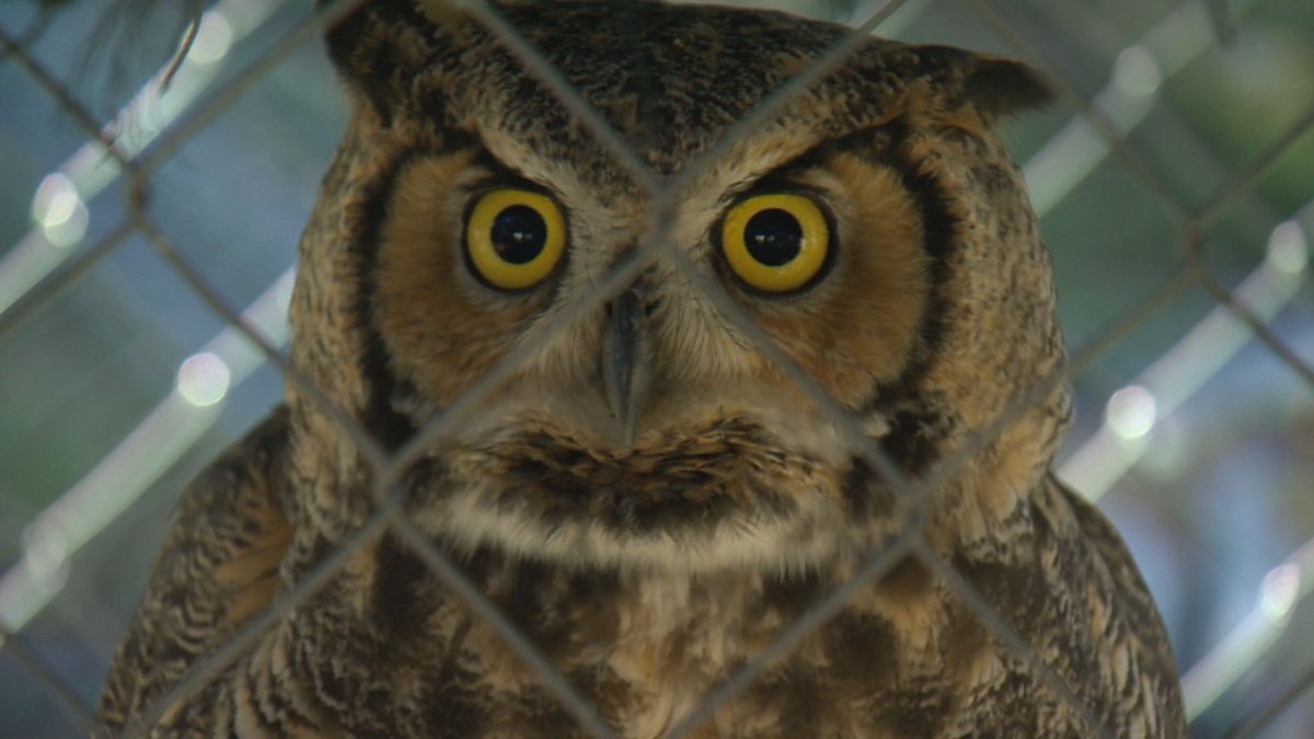 Regina police officers came across a suspicious sight Thursday, an owl with its wings entangled in a soccer net.