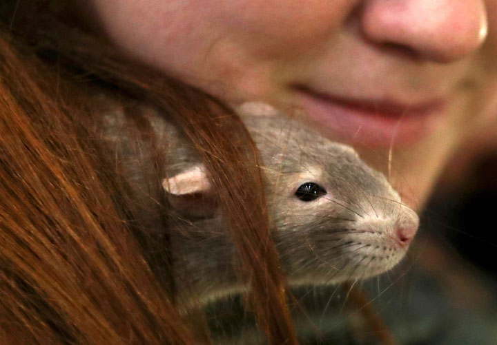 Lots of people think rats make cute pets, but they can also carry a bacteria that infects humans.