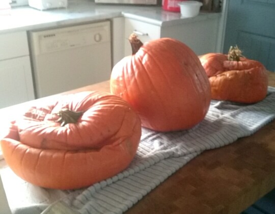 Pumpkins can turn to mush if left outdoors in freezing weather.